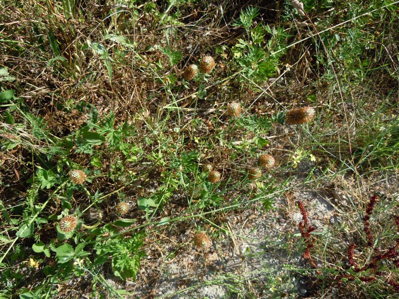 Trifolium vesiculosum / Trifoglio vescicoloso